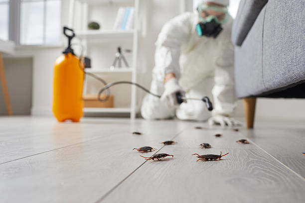 Commercial Kitchen Cockroach Control in Wood River